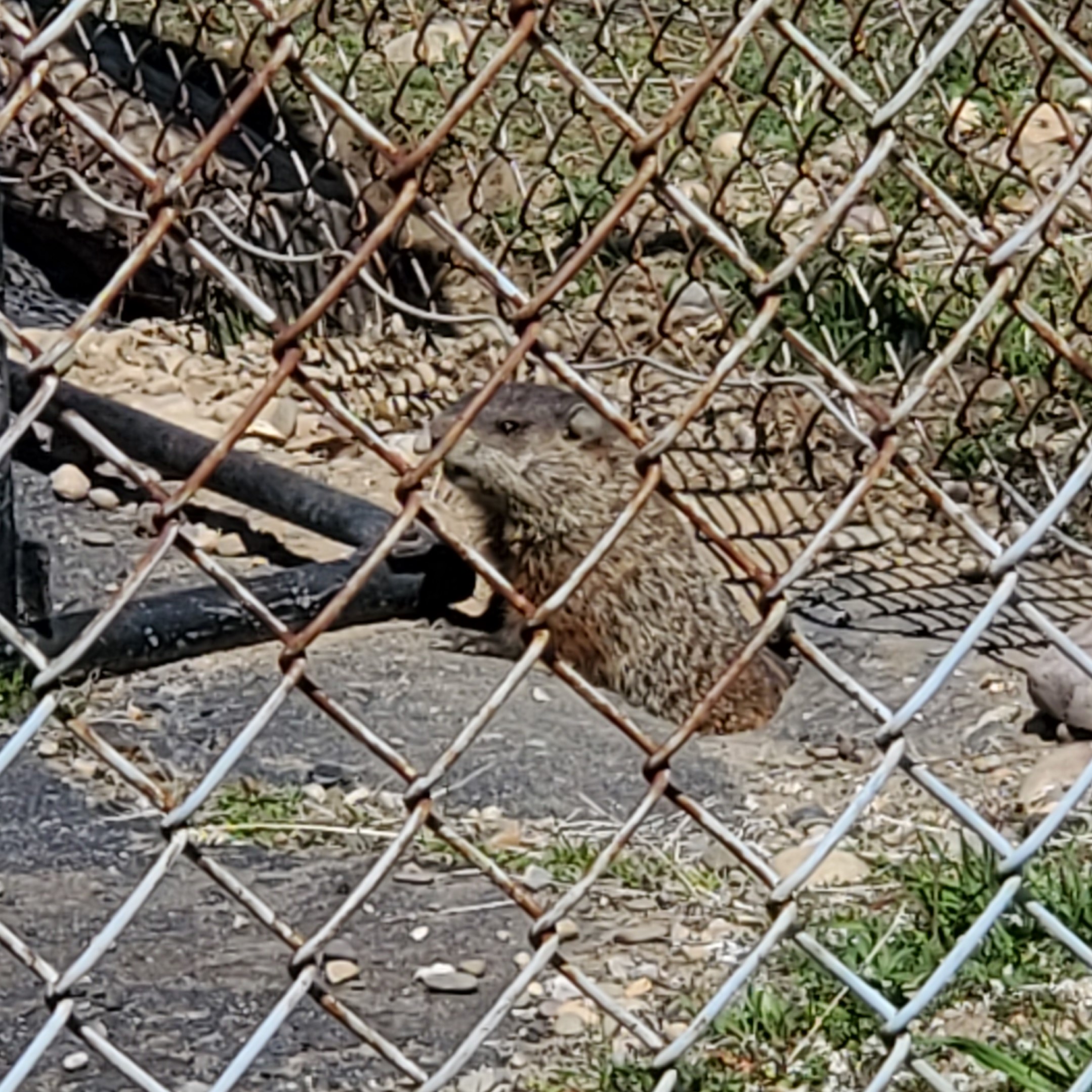 https://cdn.jasongaylord.com/images/2020/04/06/groundhog.jpg